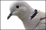 Collared Dove (Streptopelia decaocto) 