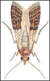 Indian Meal Moth (Plodia interpunctella - Hubn)