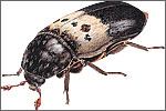 Larder Beetle (Dermestes lardarius)