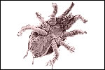 Mites (Class Arachnida, eg Acarussiro)