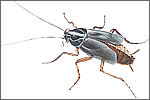Oriental Cockroach (Blatta orientalis) 