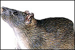Brown Rat (Rattus norvegicus) 