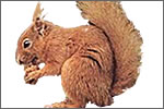 Red Squirrel (Sciurus Vulgaris) (P)